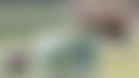 ARE THEY BUFFALO OR BISON?