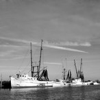 Shrimp Line