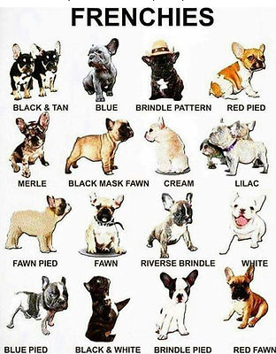 color chart.jpeg