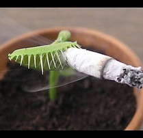 venusflytrapsmokingacigarette.jpg