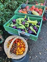 Frisch geerntetes Gemüse (Paprika, Tomaten, Kürbisse)