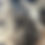 Thumbnail: Racoon fur