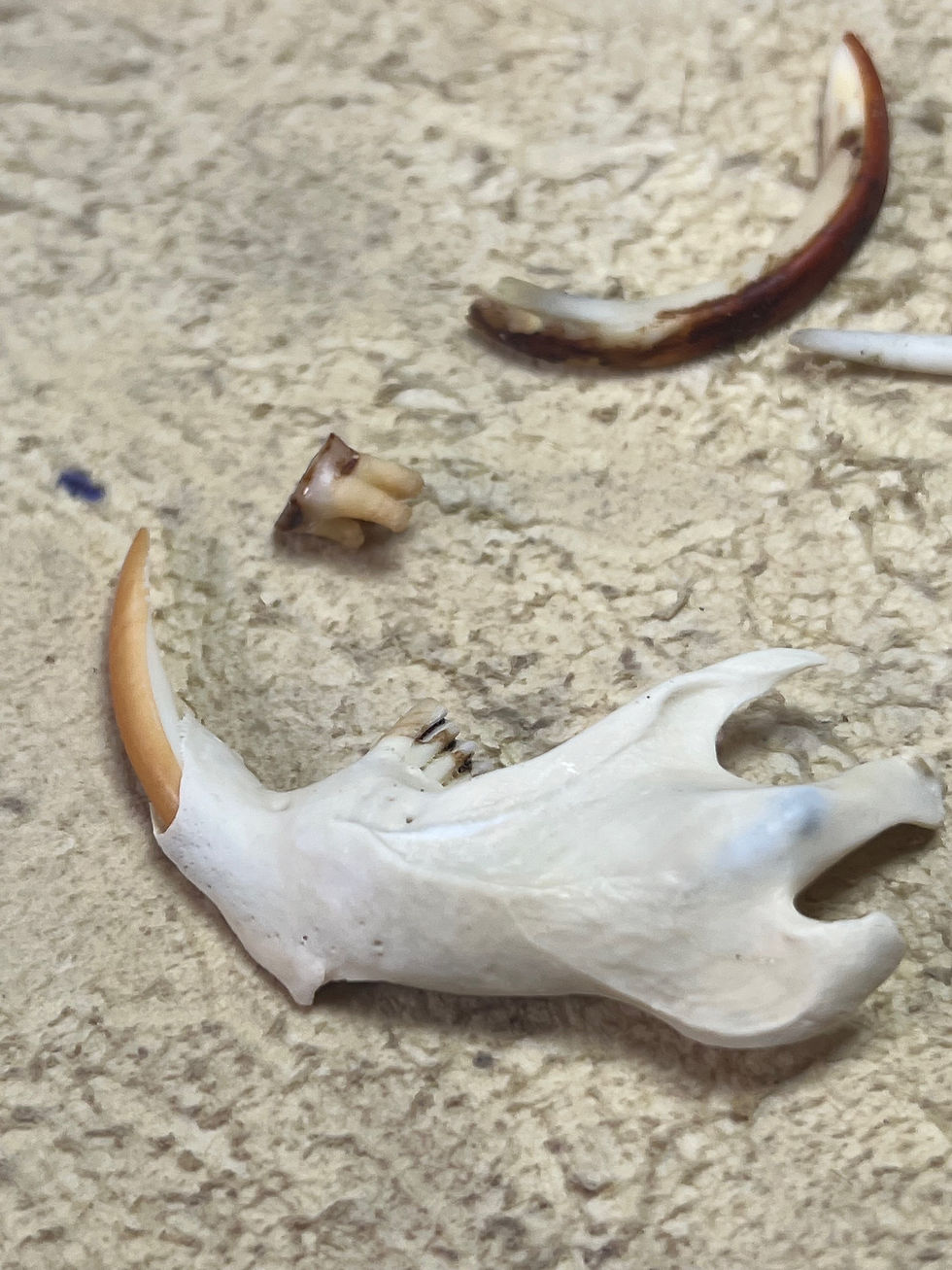 Thumbnail: Bones 
