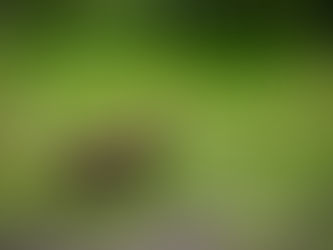 Tuktoyaktuk for some Muktuk: August 2019