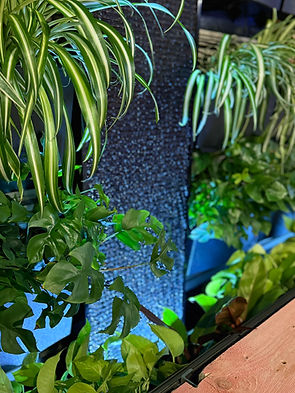 outdoor or indoor live vertical garden wall installation and design services Cedar Rapids, IA Iowa City, IA Waterloo, IA