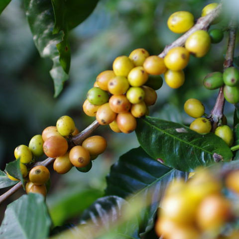 サムネイル： Nicaragua San Jose Yellow Pacamara Washed - Light