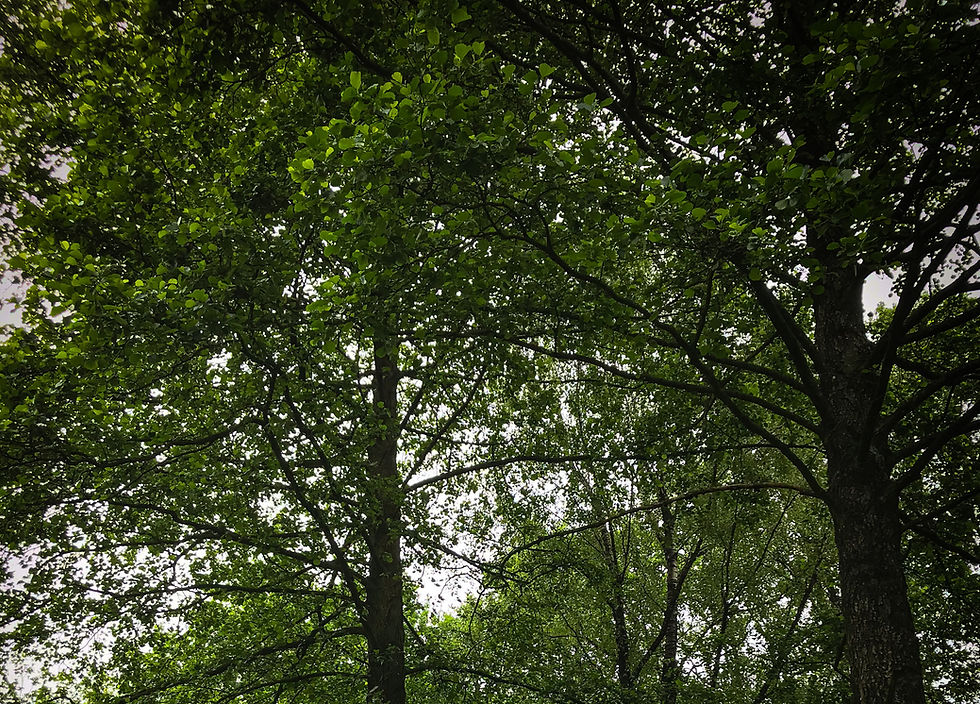 viele Bäume mit grünen Blättern