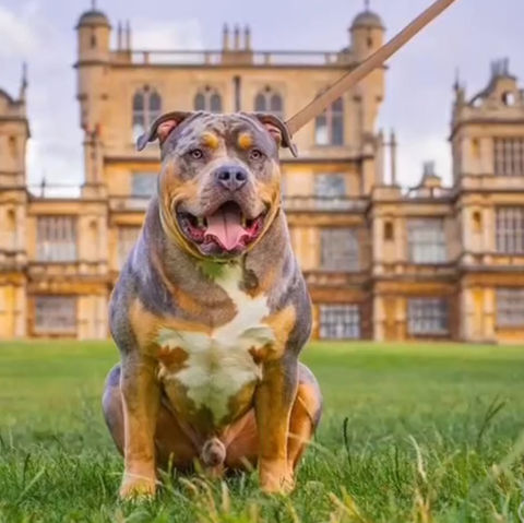 raw dog food, wollaton hall, nottingham pet store