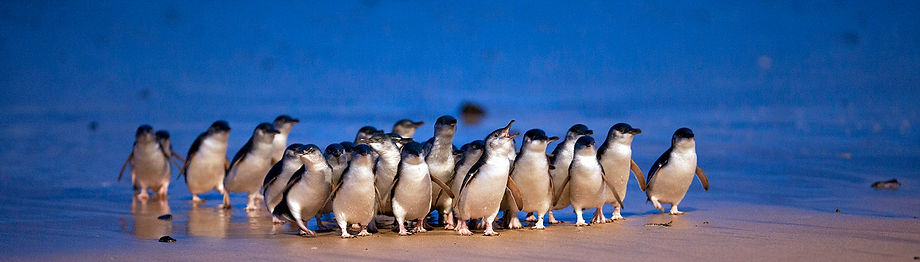 Philip Island penguins.jpg