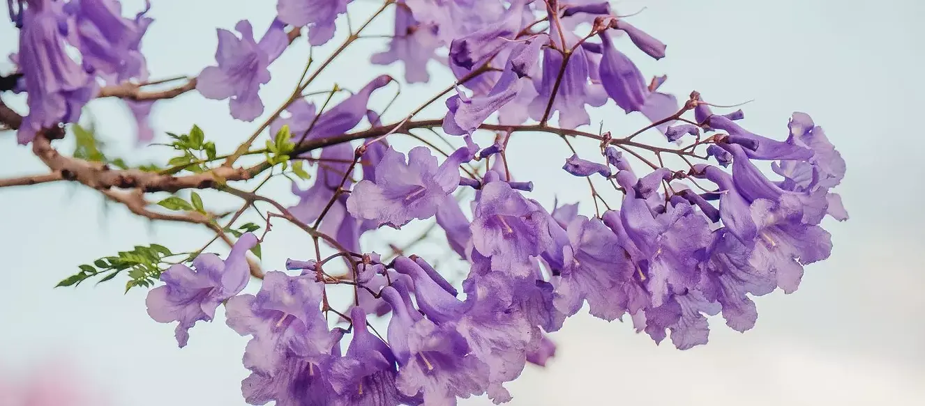 Jacarandas.webp