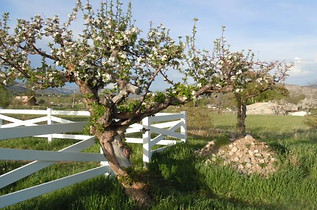 Apple Tree.jpg