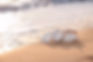 Shells on the beach.jpeg