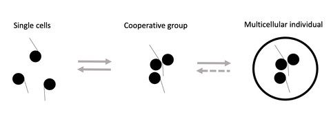 Multicellularity