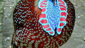 Temminck's tragopan