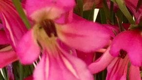Petals and pollen grains under the light microscope