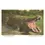 Thumbnail: Florida Alligator Myakka River State Park Print