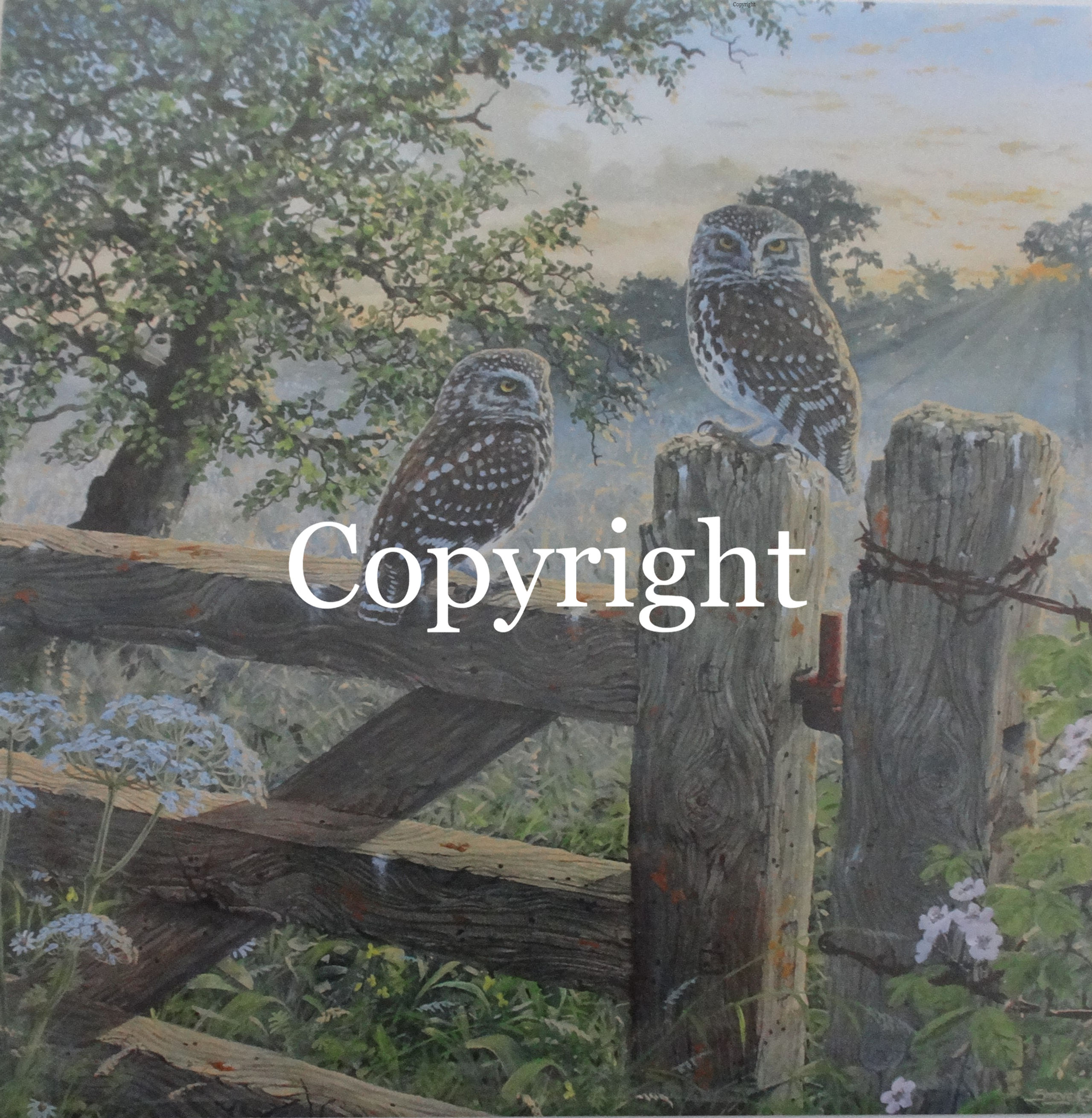 Little Owls - Steve Cale