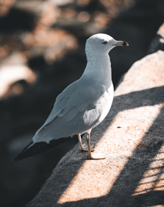 Möwen auf Liberty Island in New York