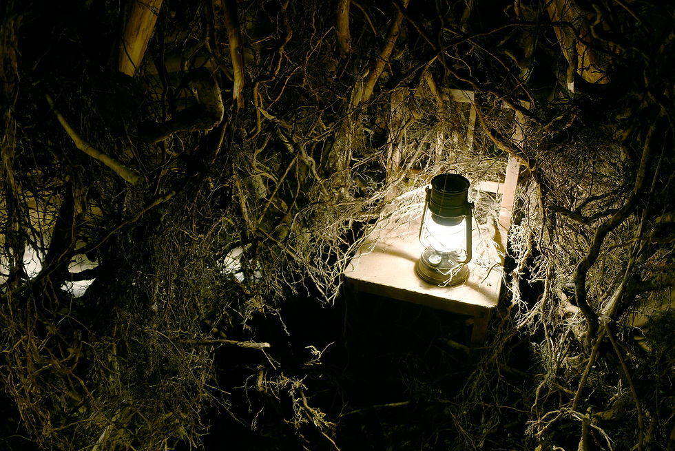 At the Forest’s Edge