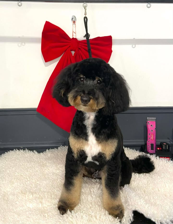 Full Groom with Teddy