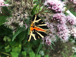 Jersey Tiger Moth