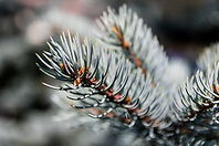 End of the branches of a Christmas Tree