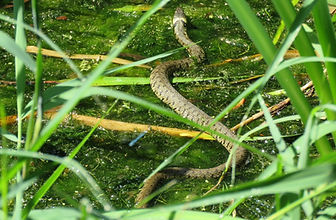 Grass Snake_Wildlife sightings_Susan Huckle.jpg