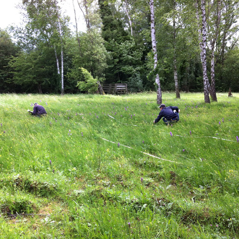 Orchid Survey