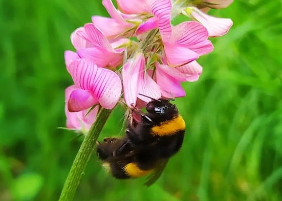 Bee one flower