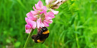 Bee on flower