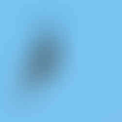 Swift flying in blue sky