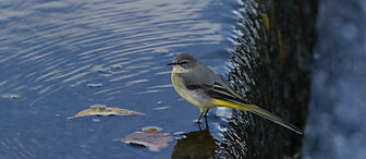Wagtail