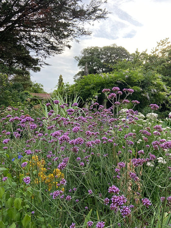 Summer flowers in the gardens