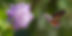 Moth by flower