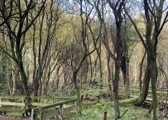 Wet Woodland at Gunpowder Park