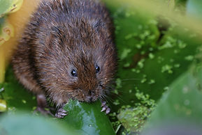 Water Vole eating leaf 