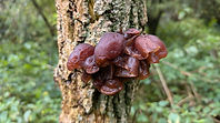 Fungi on tree