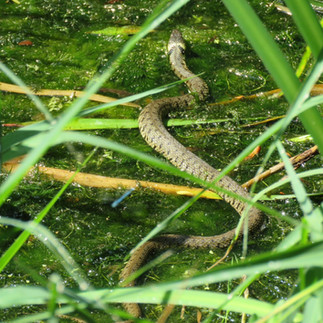 Grass Snake swimming in a river