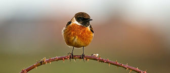 Stonechat