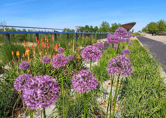 purple and orange wildflowers with Velodrome building in the background