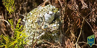 Long tail tit in nest