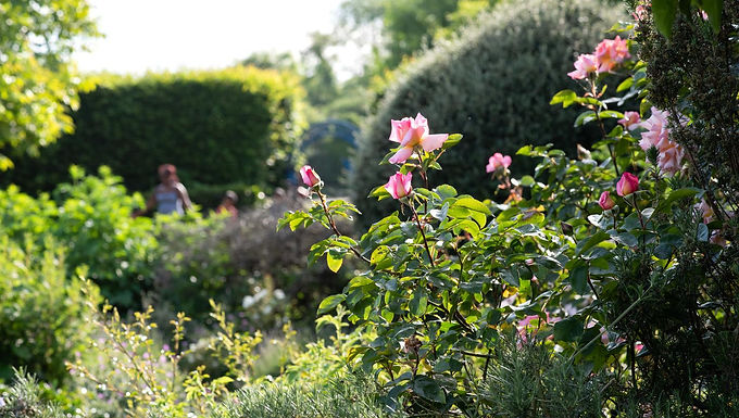Pink roses in a garden