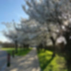 Blossoms on the trees at Waltham Abbey Gardens