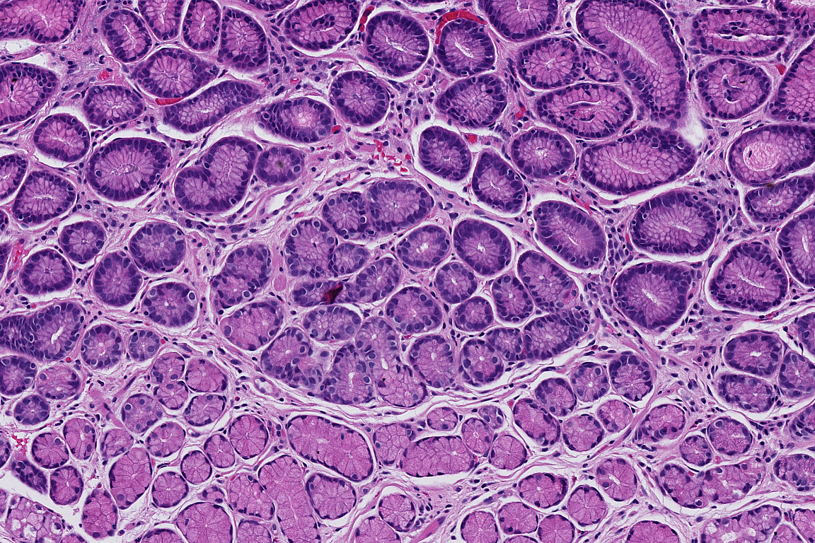 What Researchers Gain with LEAP AI​.gif