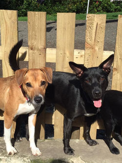 14322638_1178958142161421_1016422511384376260_n