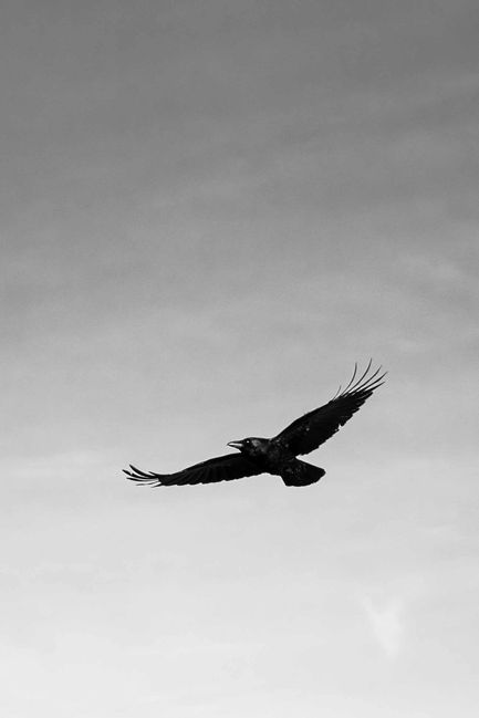 Crow In Flight - 72ppi