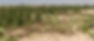 vegetation.JPG