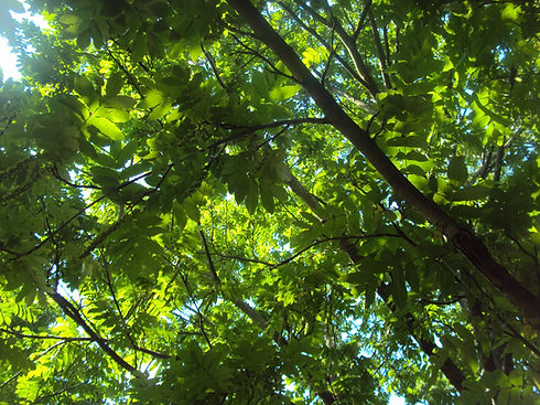 Arbre.JPG