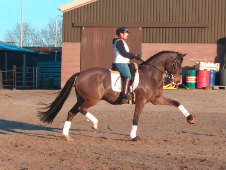 Talented GP Horse