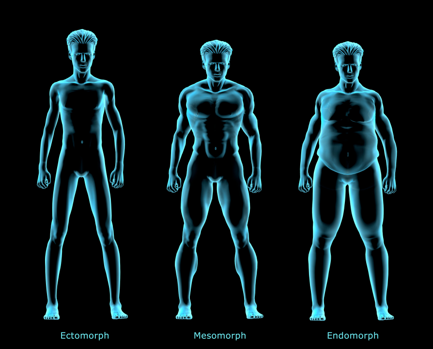 ectomorph, mesomorph, endomorph body types image
